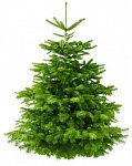 Rozvoz vánočních stromků je po roce zpět!
